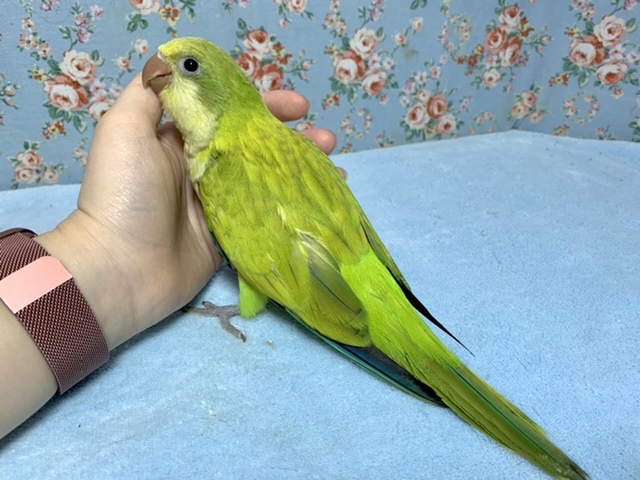オキナインコ