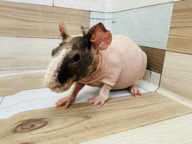 ウェアウルフ（スキニーギニアピッグ）