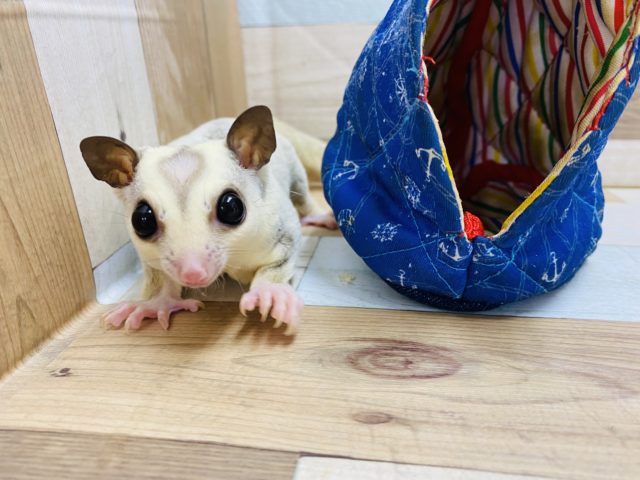 フクロモモンガ