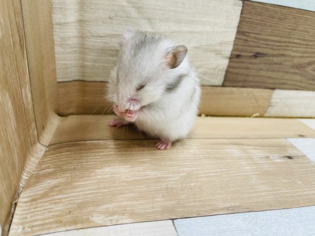 ゴールデンハムスター