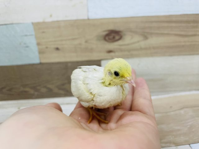 ヒメウズラ・並ウズラ