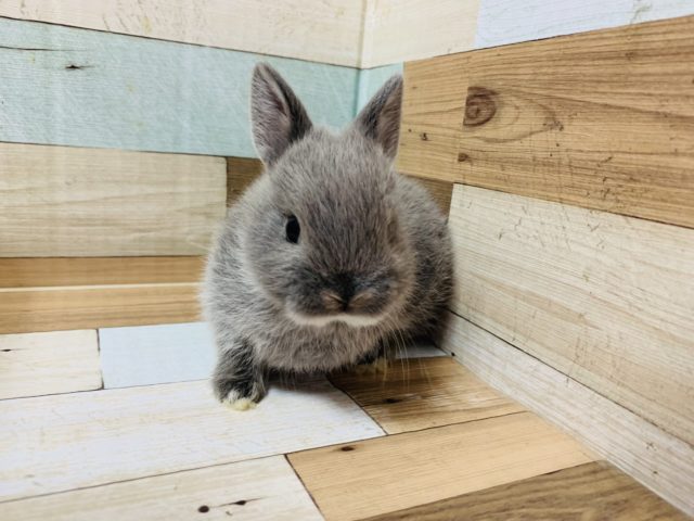 ドワーフラビット