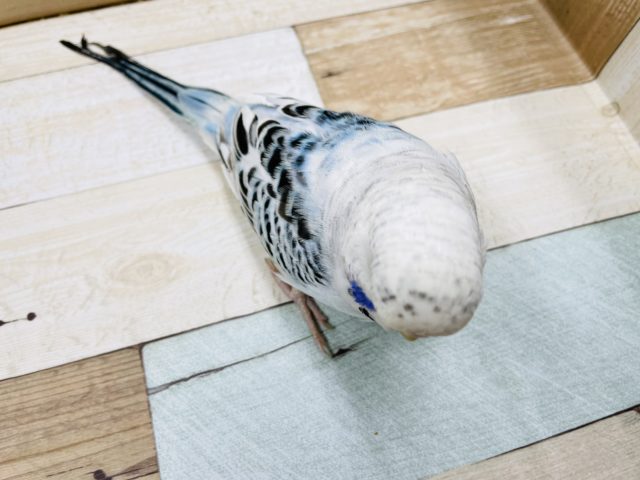 飛ぶよ!?ポーズが激かわ♥ジャンボセキセイインコ! ジャンボセキセイインコ