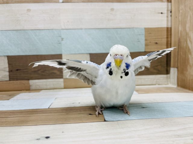 ジャンボセキセイインコ