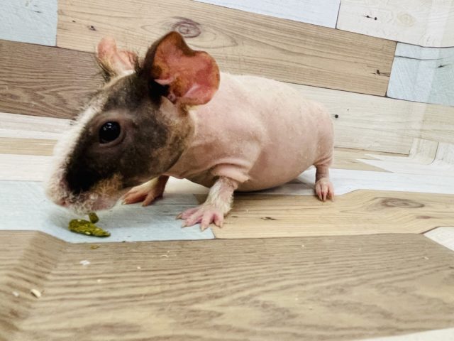 ウェアウルフ（スキニーギニアピッグ）