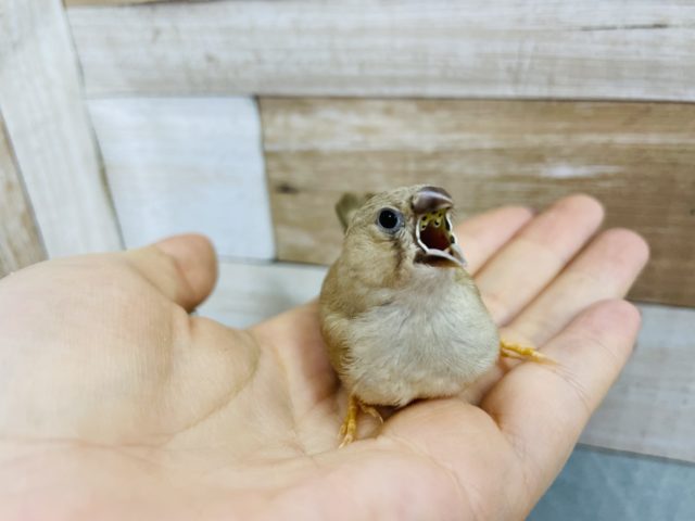 錦花鳥（キンカチョウ）