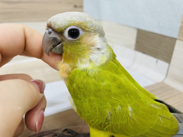 ホオミドリウロコインコ