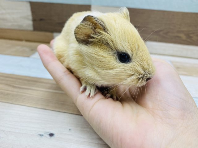 イングリッシュモルモット