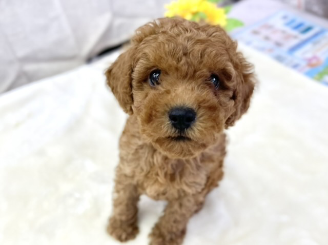 トイプードル