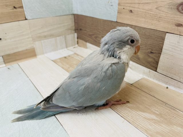 オキナインコ