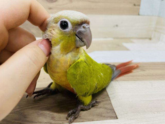 ホオミドリウロコインコ
