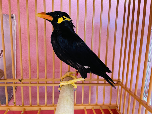 久々入舎しました!九官鳥! 九官鳥(キュウカンチョウ)