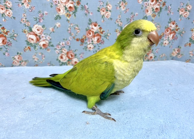 オキナインコ