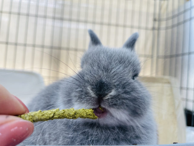 ネザーランドドワーフ