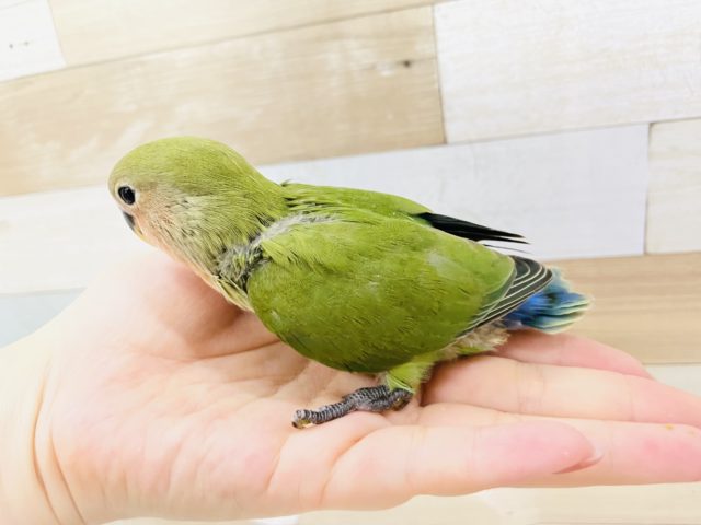 コザクラインコ（小桜インコ）