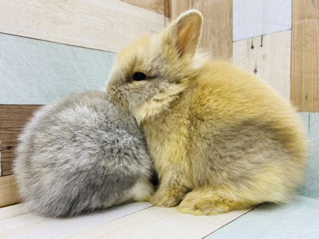 ライオンラビット