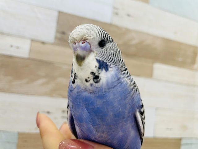 ジャンボセキセイインコ