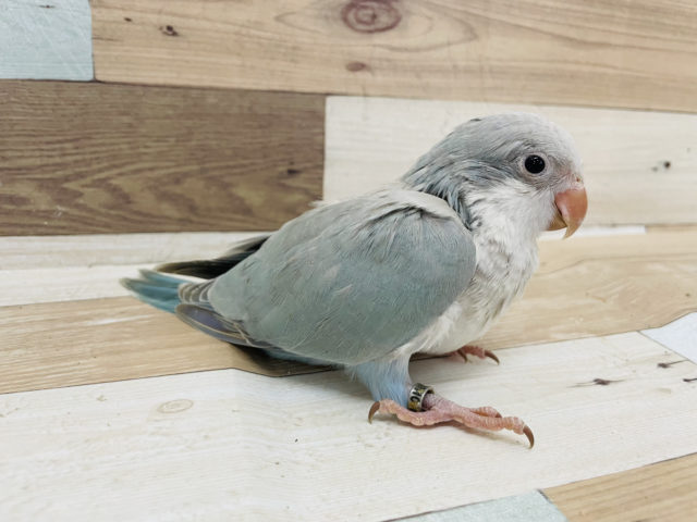 オキナインコ