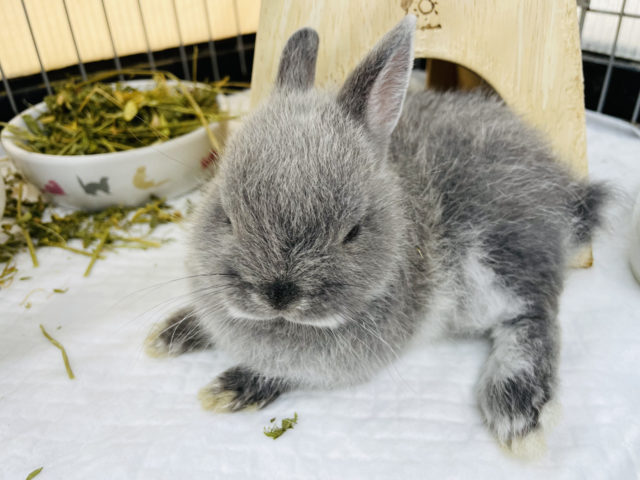 ネザーランドドワーフ