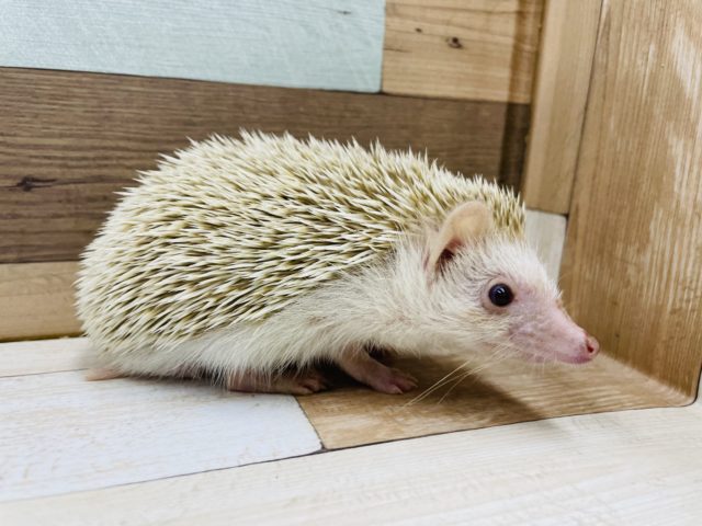 ハリネズミ（ヨツユビハリネズミ）