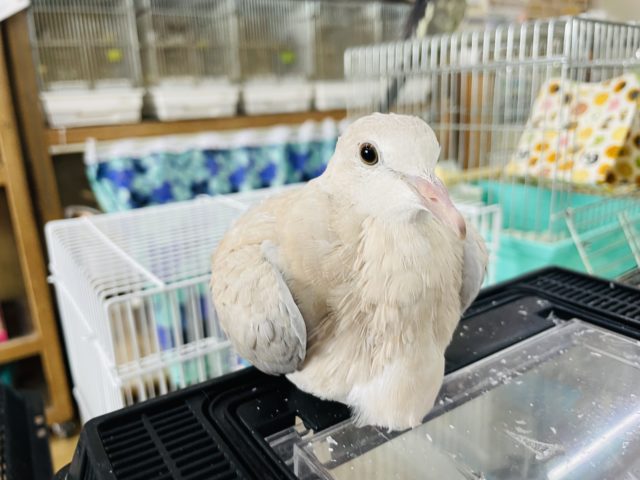 ジュズカケバト