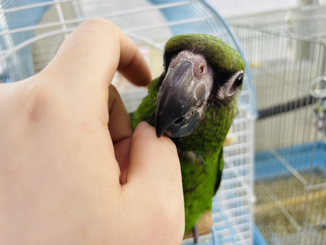 ズアカハネナガ