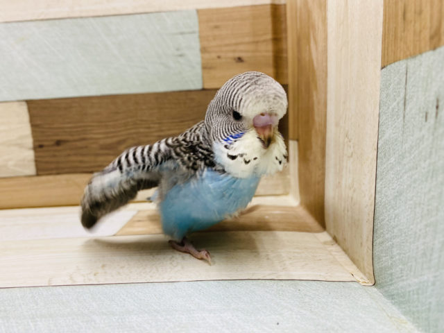 ジャンボセキセイインコ