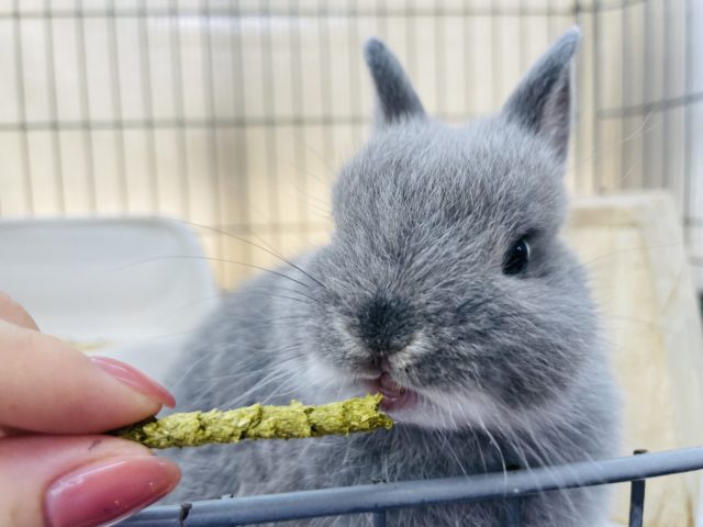 ネザーランドドワーフ