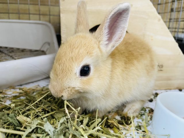 ネザーランドドワーフ