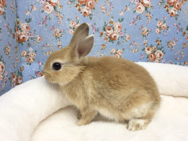 ドワーフラビット