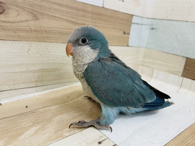 オキナインコ