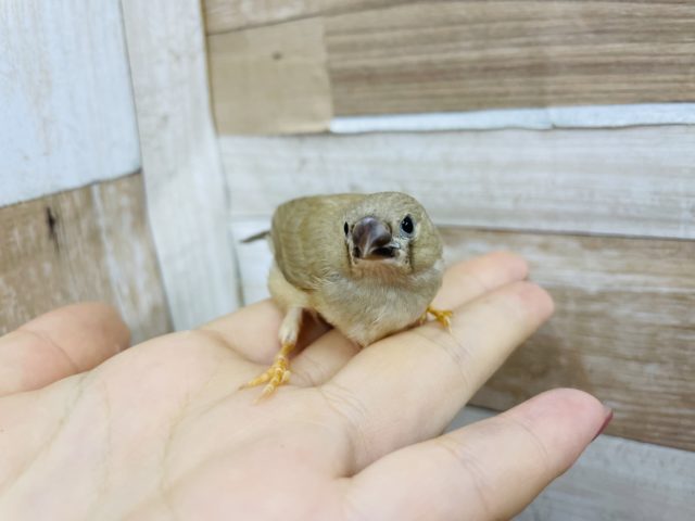 錦花鳥（キンカチョウ）