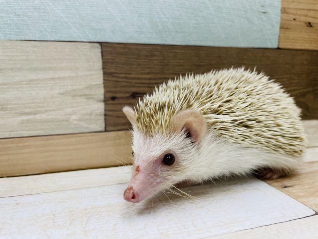 ハリネズミ（ヨツユビハリネズミ）