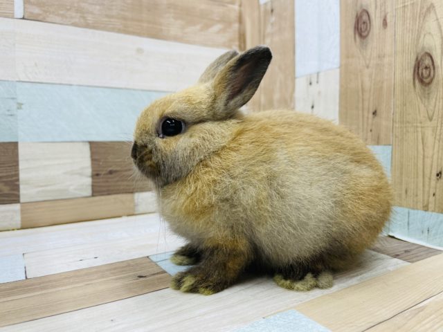 ネザーランドドワーフ