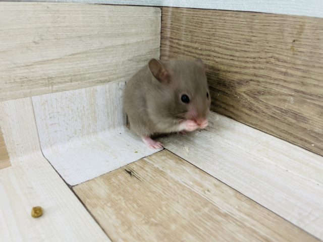 ゴールデンハムスター