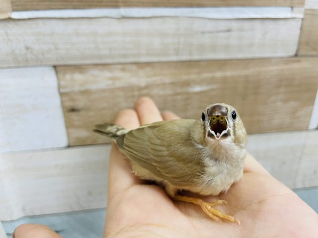 錦花鳥（キンカチョウ）