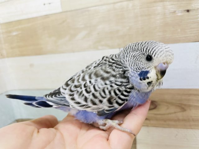 ジャンボセキセイインコ
