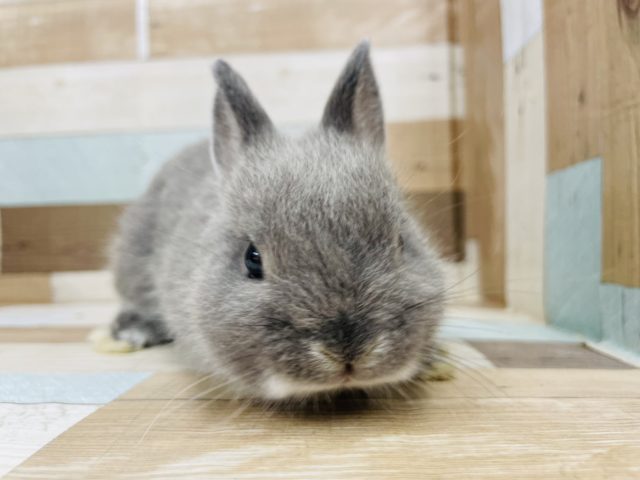 ネザーランドドワーフ