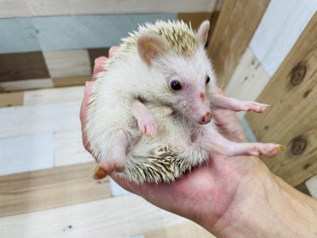 ハリネズミ（ヨツユビハリネズミ）