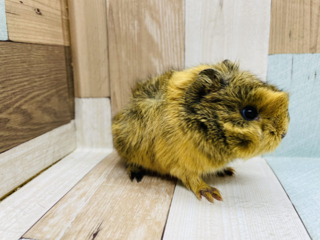 アビシニアンモルモット