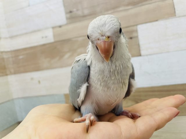 オキナインコ