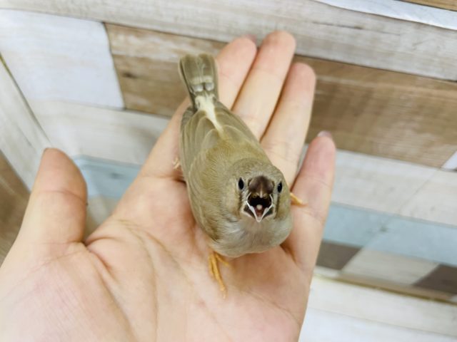 錦花鳥（キンカチョウ）