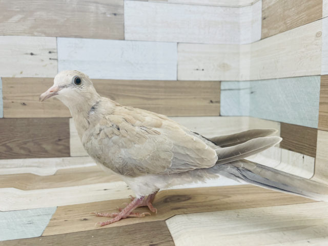 ジュズカケバト