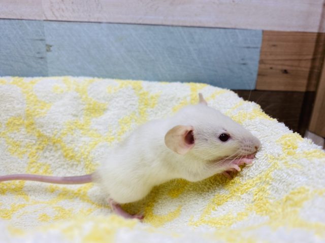 ファンシーラット