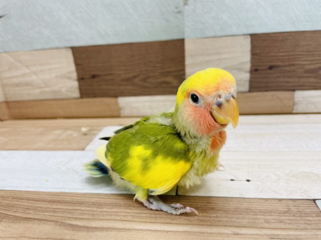 コザクラインコ（小桜インコ）
