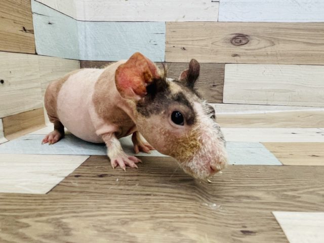 ウェアウルフ（スキニーギニアピッグ）