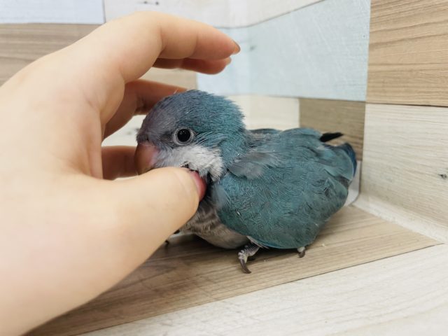 オキナインコ
