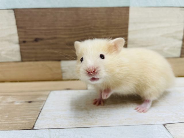 ゴールデンハムスター