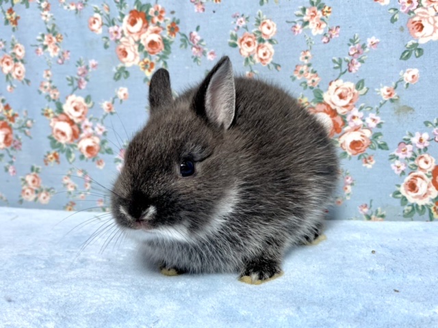 ネザーランドドワーフ