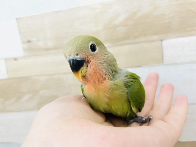 コザクラインコ（小桜インコ）